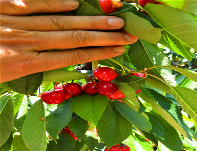 美早樱桃树苗一亩地多少棵,玛瑙红樱桃苗浮动价格
