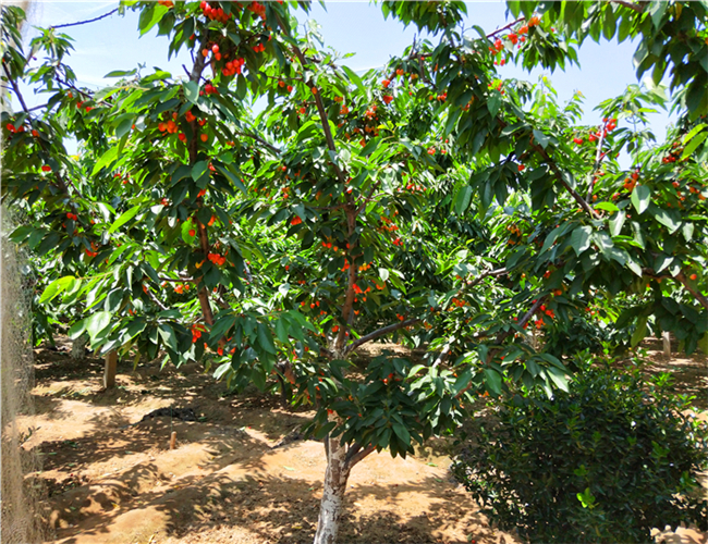 一公分拉宾斯樱桃苗价格及基地，三公分车厘子樱桃树苗种植基地