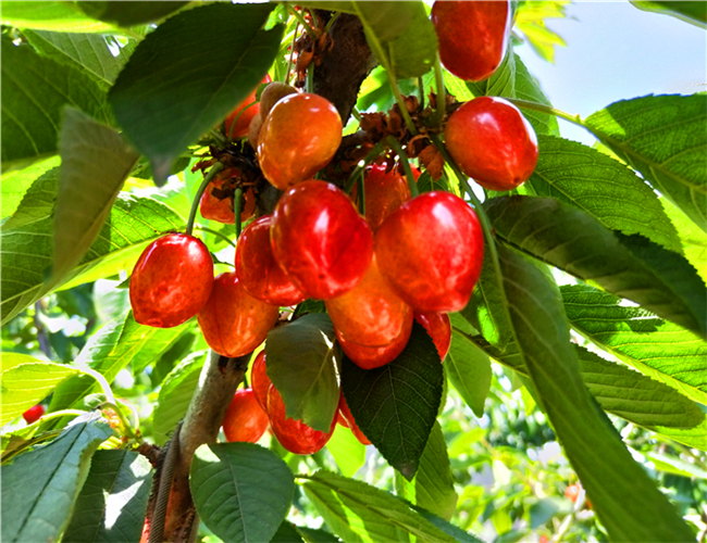 一公分福星樱桃苗价格公示，三公分美国一号樱桃树苗种植基地
