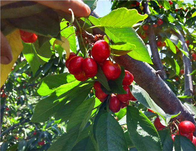玛瑙红樱桃树苗种植基地,布鲁克斯樱桃苗价格表