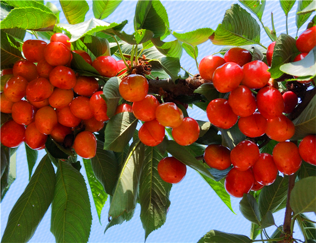 红灯樱桃树苗生产苗圃,早大果樱桃苗价格及基地