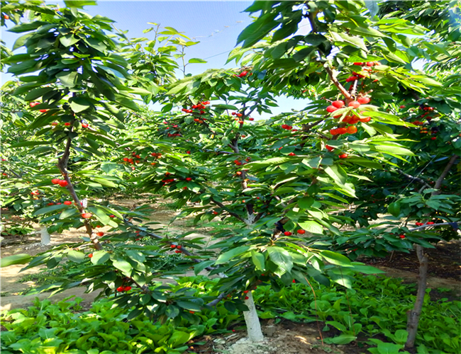 玛瑙红樱桃树苗种植基地,布鲁克斯樱桃苗价格表