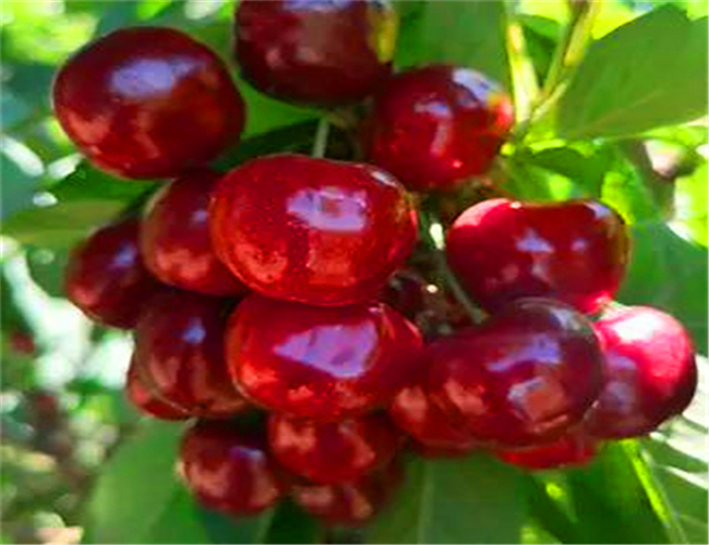 一公分玛瑙红樱桃苗每日价格，三公分美早樱桃树苗种植技术