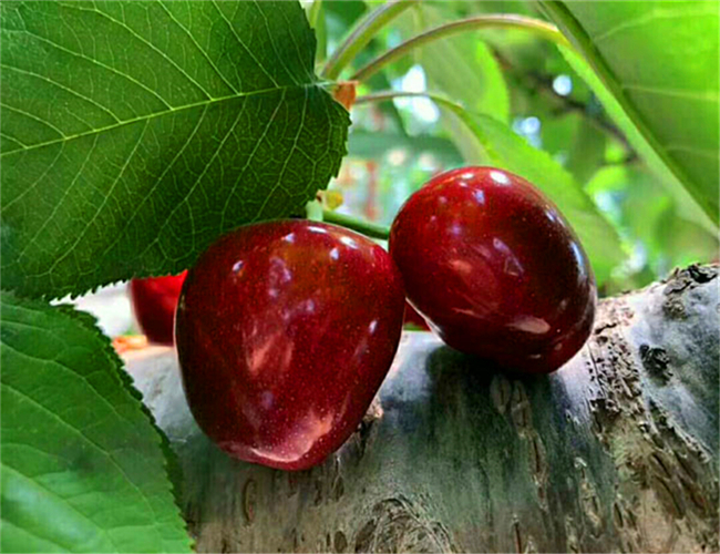 一公分黑珍珠樱桃苗产地价格，三公分吉塞拉樱桃树苗售价