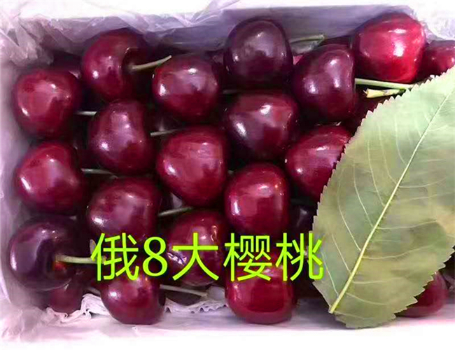 一公分齐早樱桃苗价格详情，三公分大紫樱桃树苗品种介绍