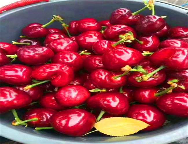 玛瑙红樱桃树苗种植技术,布鲁克斯樱桃苗批发价格