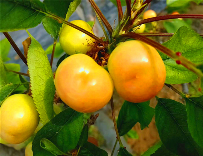 玛瑙红樱桃苗现货销售，矮化玛瑙红樱桃苗每日价格