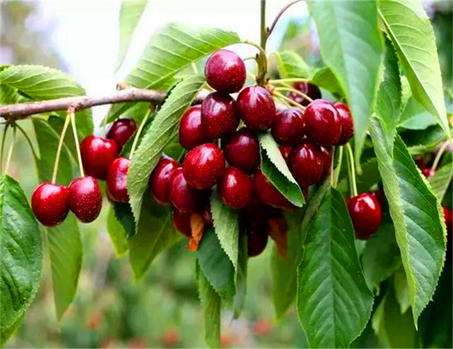 玛瑙红樱桃树苗产地,布鲁克斯樱桃苗价格列表