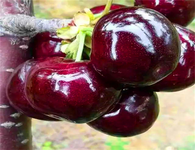 一公分大紫樱桃苗基地价格，三公分早大果樱桃树苗基地供应