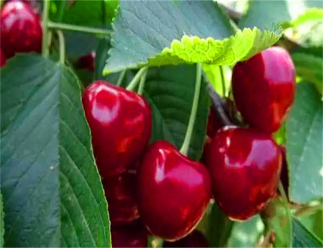 黑珍珠樱桃苗基地供应，矮化黑珍珠樱桃苗每日价格