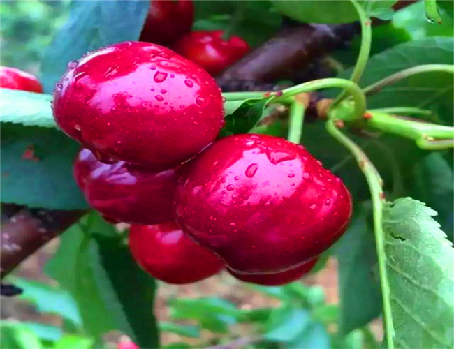 吉塞拉樱桃树苗种植技术,黑珍珠樱桃苗出售价格