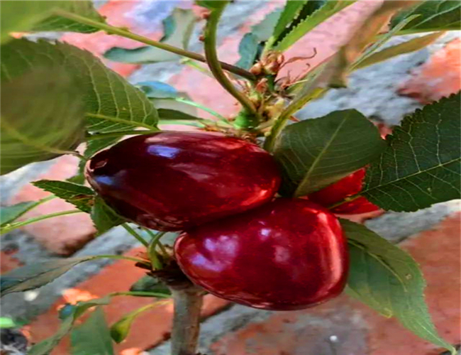 红灯樱桃树苗产地,早大果樱桃苗批发价格