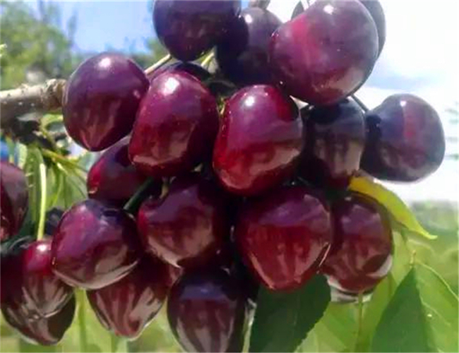 一公分帝王樱桃苗今年价格，三公分黑珍珠樱桃树苗示范基地