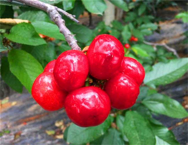 玛瑙红樱桃树苗种植基地,布鲁克斯樱桃苗价格表