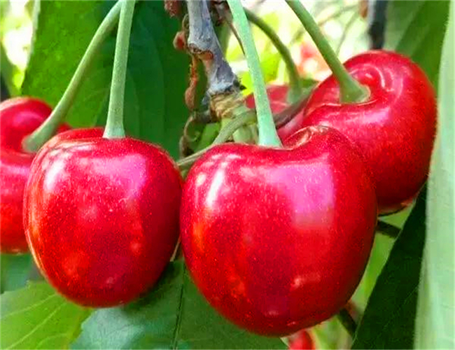 一公分奇早樱桃苗今年价格，三公分兰丁樱桃树苗种植技术