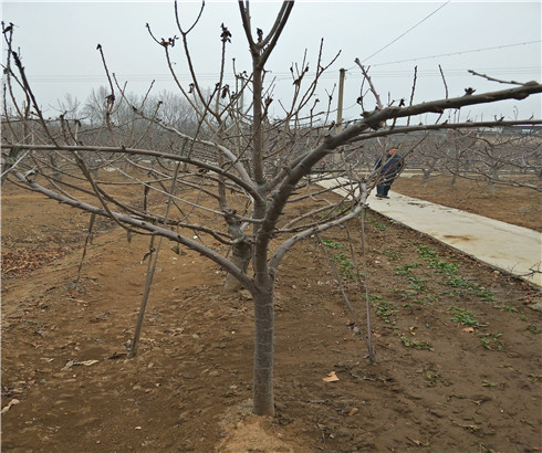一公分拉宾斯樱桃苗价格及基地，三公分车厘子樱桃树苗种植基地