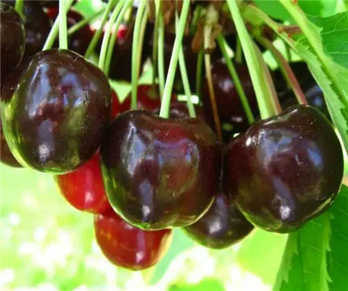 一公分大紫樱桃苗价格，三公分早大果樱桃树苗品种介绍