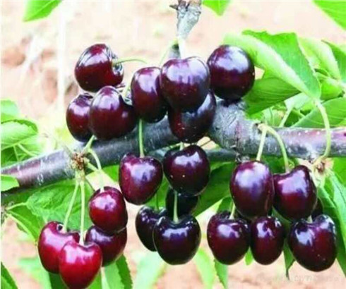 一公分大紫樱桃苗产地价格，三公分早大果樱桃树苗批发基地