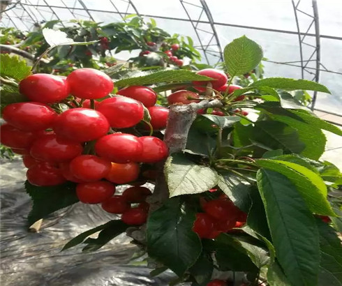 玛瑙红樱桃树苗批发,布鲁克斯樱桃苗价格及基地
