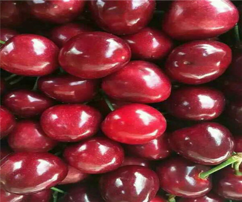 玛瑙红樱桃苗品种介绍，矮化玛瑙红樱桃苗零售价格