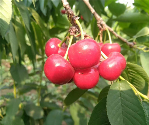 黄蜜樱桃树苗出售基地,俄罗斯8号樱桃苗零售价格