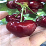 Frisco樱桃树苗品种、产地及价格