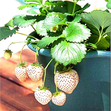 甜宝草莓苗价格