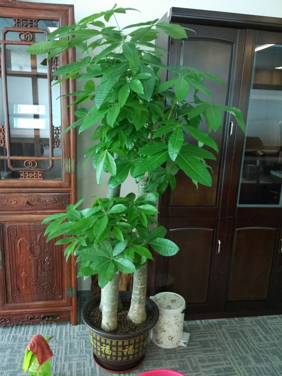 南昌绿植租摆,红谷滩鲜花绿植花卉盆栽销售