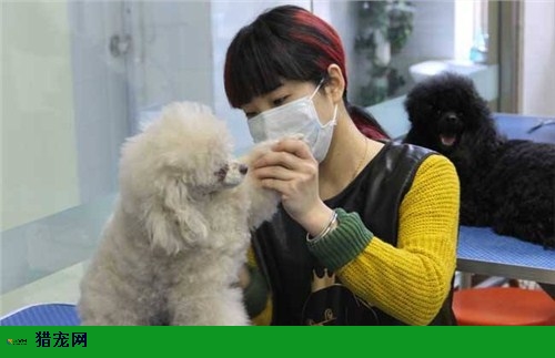 中国台湾**宠物美容师证书 创造辉煌 上海乾枫人力资源供应