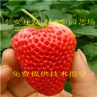 甜查理草莓苗一亩地种植多少棵
