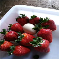 白雪草莓苗什么品种好吃