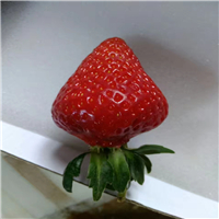 奶油草莓苗多长时间结果