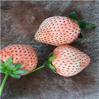 桃熏草莓苗价格、奶油草莓苗今日报价