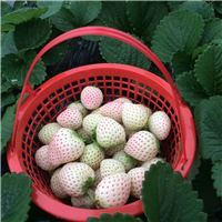 蒙特瑞草莓苗价格、四季草莓苗产品及报价