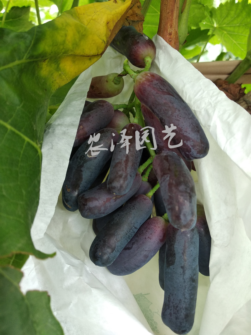 新品甜蜜蓝宝石葡萄苗关键栽培技术及品种简介