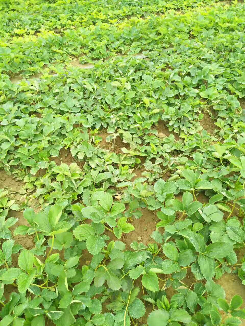 紅實美草莓苗多少錢一棵、紅實美草莓苗基地