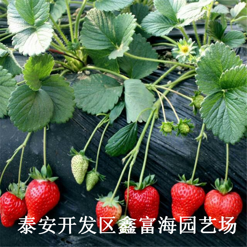 妙香7号草莓苗多少钱一棵、妙香7号草莓苗基地