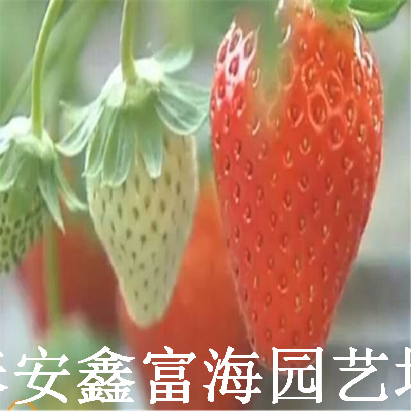 新疆隋株草莓苗批发价格