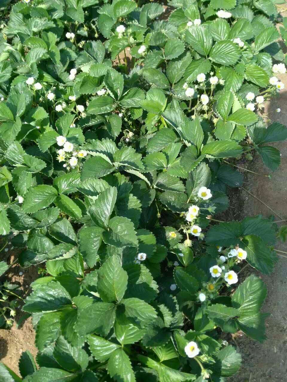 新疆小白草莓苗价格