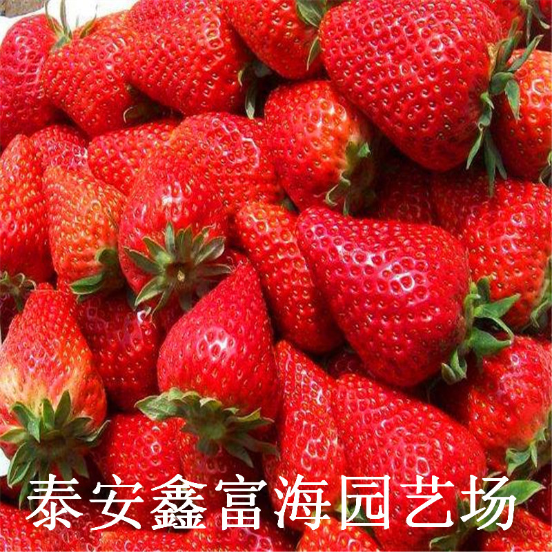 红实美草莓苗 红实美草莓苗批发价格