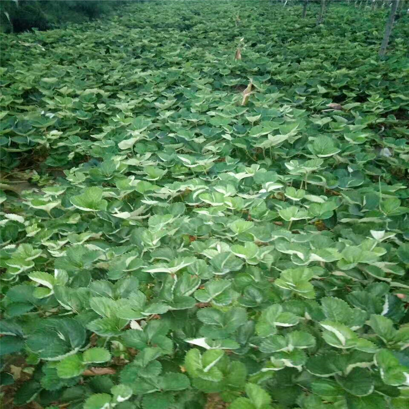 法兰地草莓苗 法兰地草莓苗种植技术