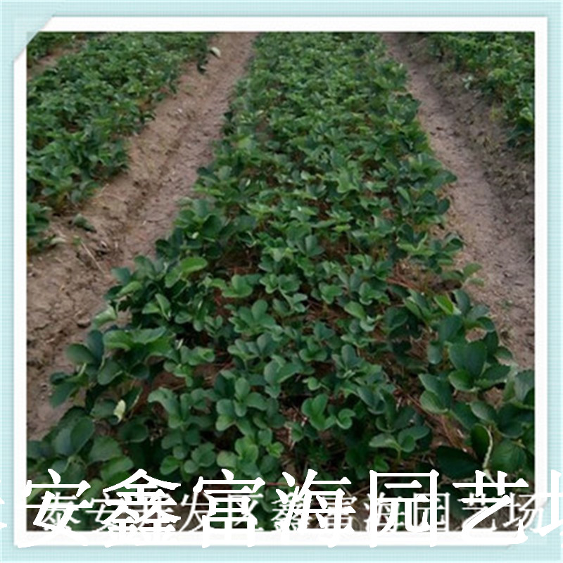 妙香7号草莓苗多少钱一棵、妙香7号草莓苗基地