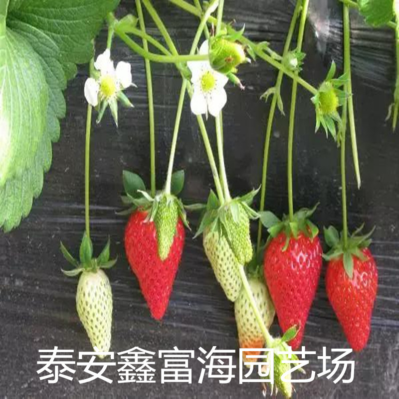 新疆童子一号草莓苗价格