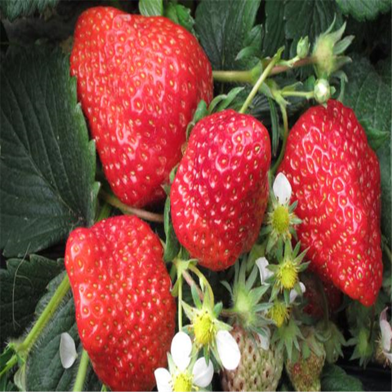哪里有白草莓苗批发价多少钱