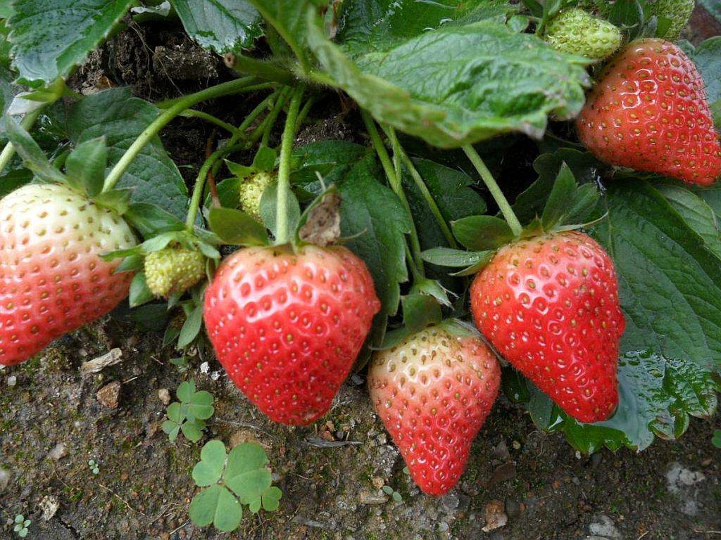 法兰地草莓苗 法兰地草莓苗种植技术