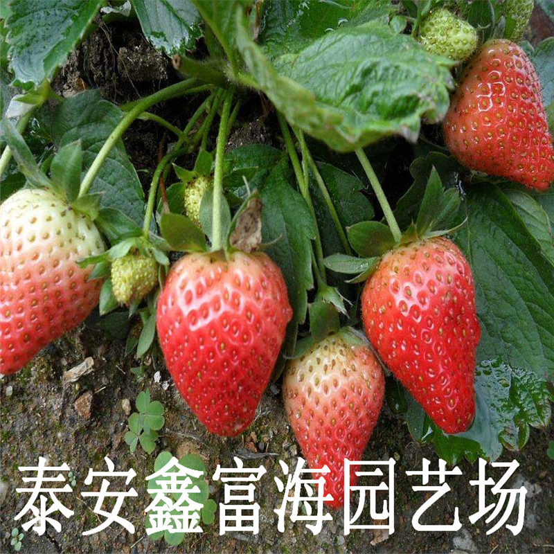 新疆童子一号草莓苗价格