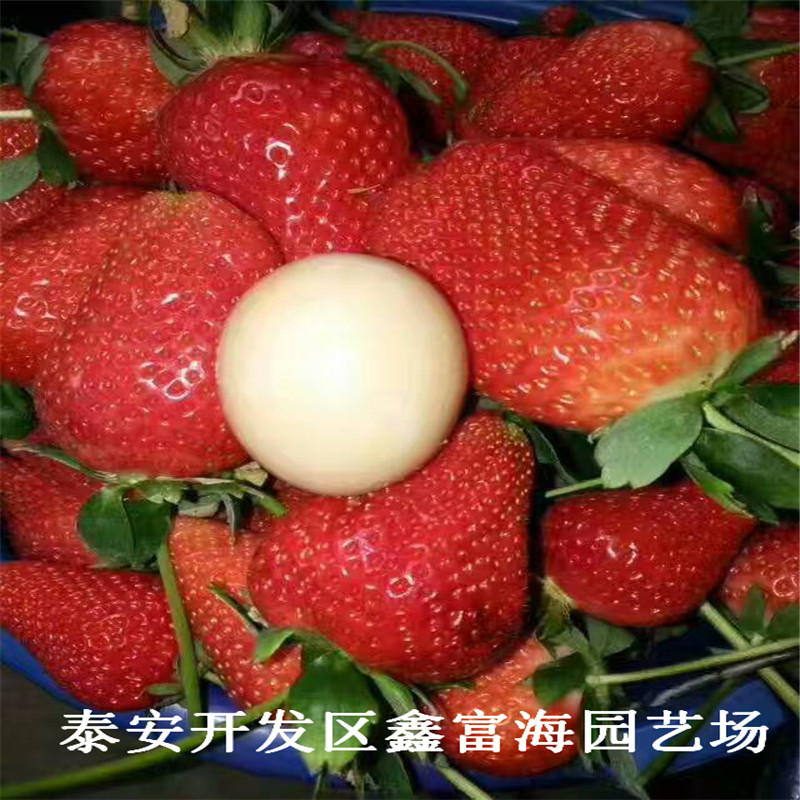 新疆白草莓苗批发价格