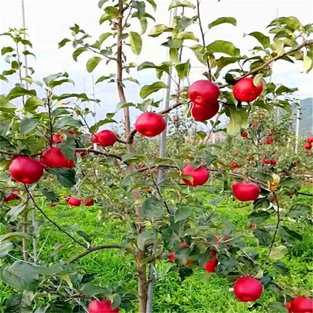 大苹果树苗电话