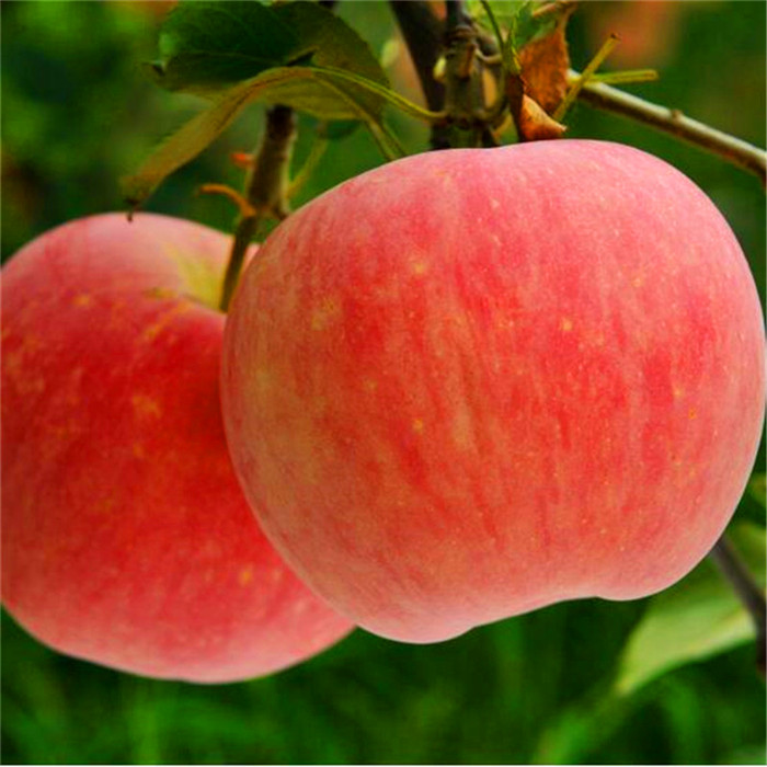大苹果树苗 易成活 盛果源