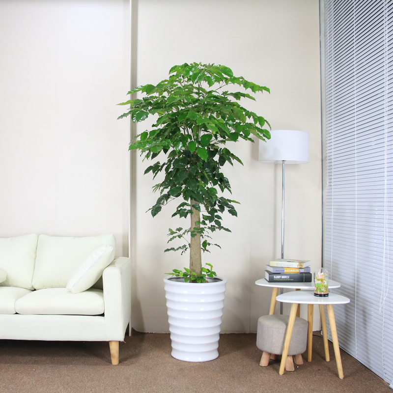 武汉蝴蝶兰盆栽带花兰花花卉植物，室内办公桌客厅前台美观鲜花